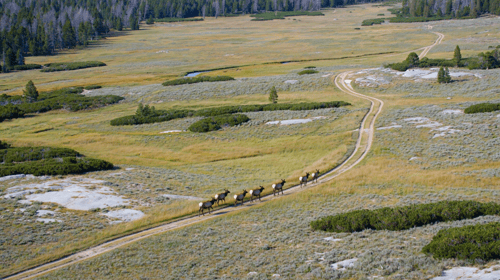 Track animal movement 