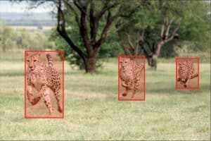 Boxes detect specific objects within larger images.