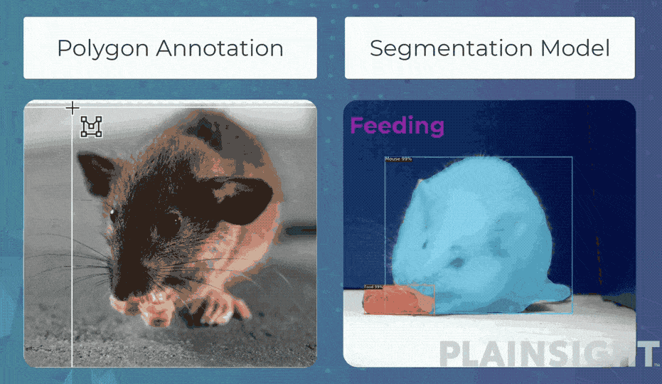 The polygon annotation segmentation model is feeding a mouse 995 pieces of food 99 Plainsight.