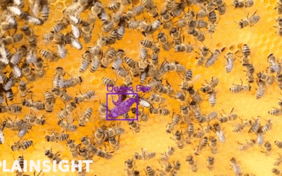 Visual Data Analytics Has Beekeepers Abuzz