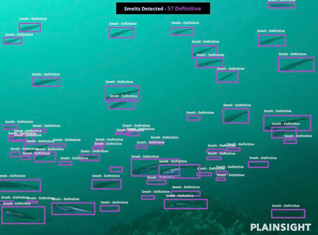 Computer Vision Models for Marine Life Detection